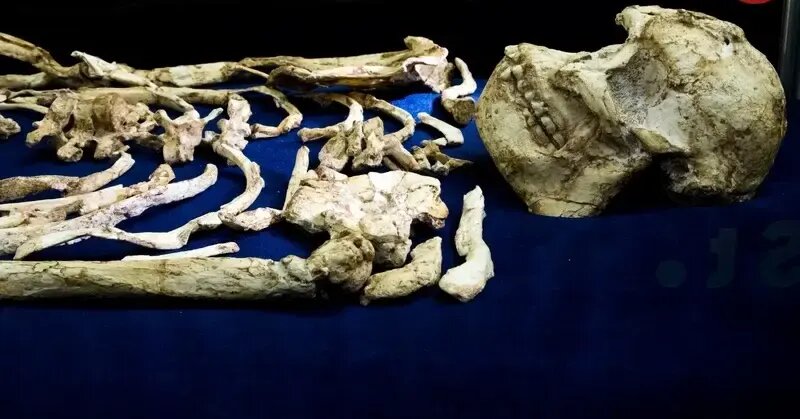 خویشاوند ۳ میلیون سالۀ انسان از دل سنگ بیرون آمد | عکس