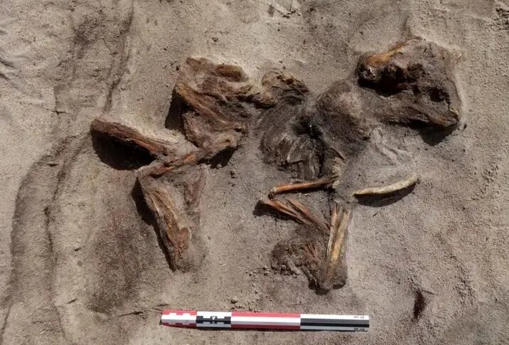 این زن و سگش در قایق دفن شده بودند + عکس | مقبرۀ ۱۱۰۰ سالۀ شگفت‌انگیز را ببینید