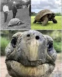 تولد ۱۹۳ سالگی جاناتان؛ پیرترین جانور روی خشکی | عکس