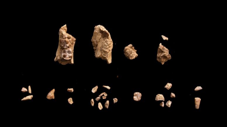 اسرار پای ۳.۴ میلیونساله | کشف تازه دیرین انسانشناسان از فسیلی مرموز در آفریقا