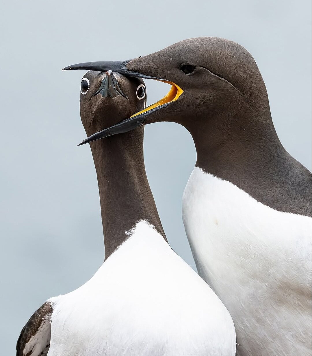 وقتی حیوانات هم شوخیشان میگیرد