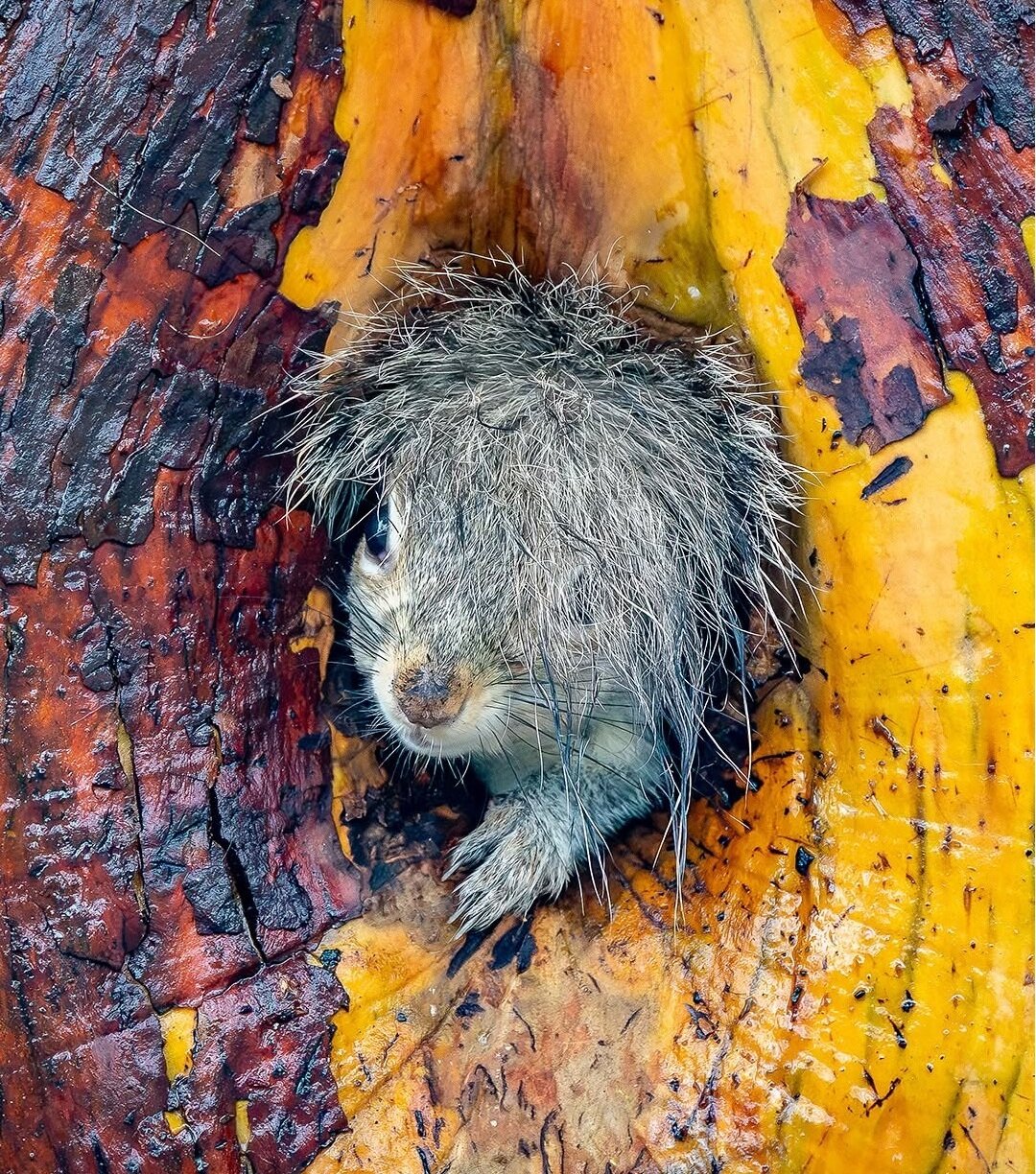 وقتی حیوانات هم شوخی‌شان می‌گیرد