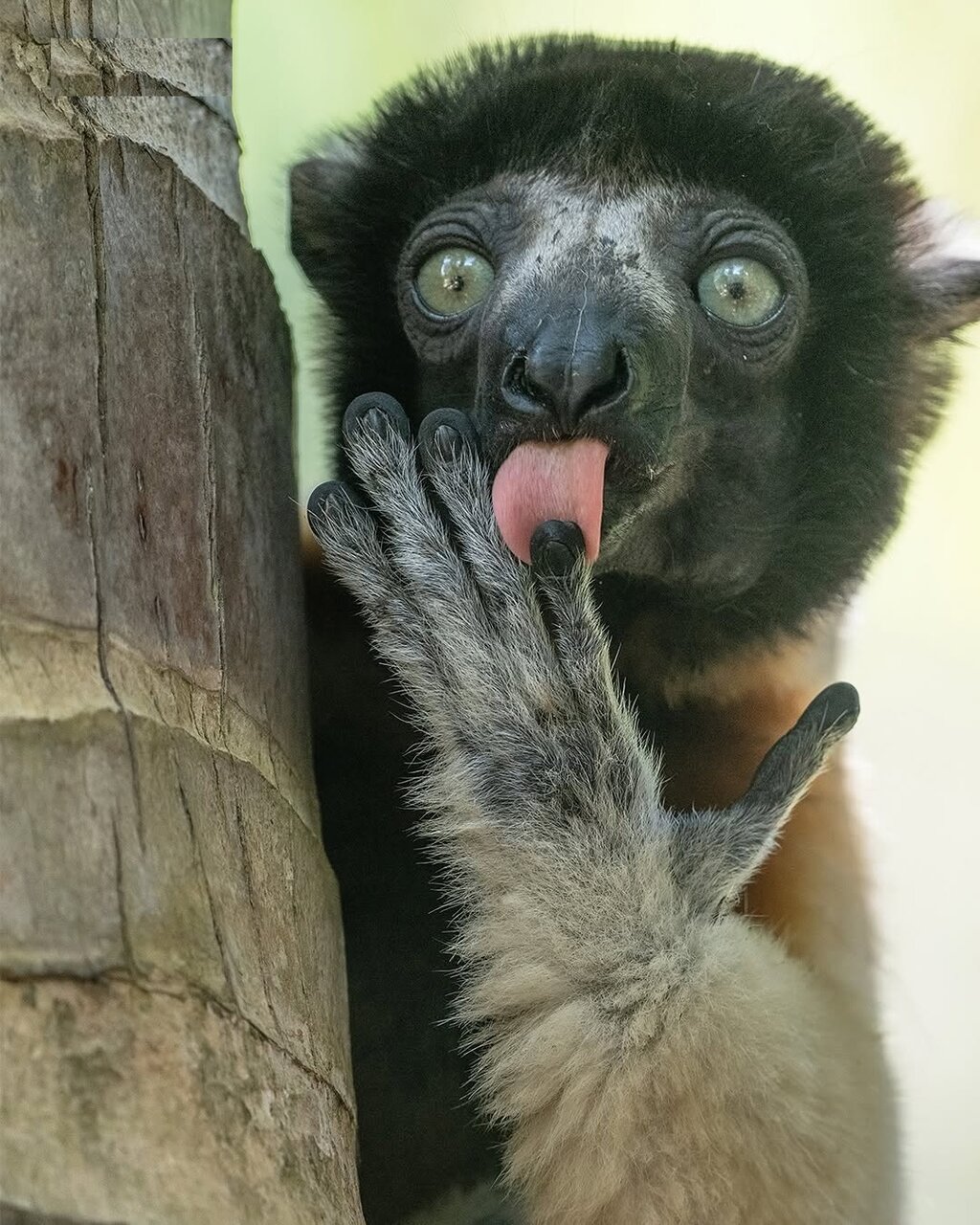 وقتی حیوانات هم شوخیشان میگیرد