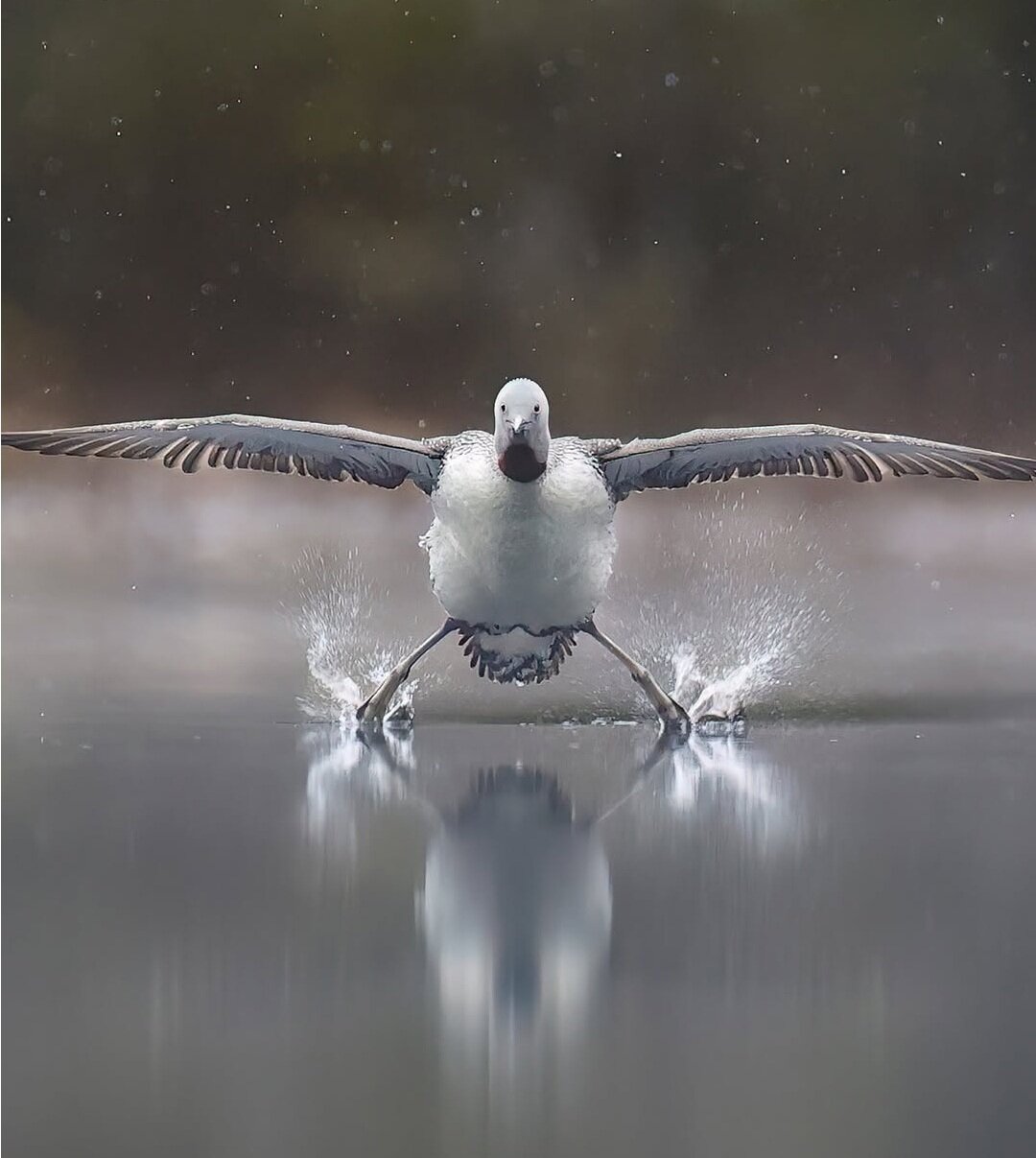 وقتی حیوانات هم شوخیشان میگیرد