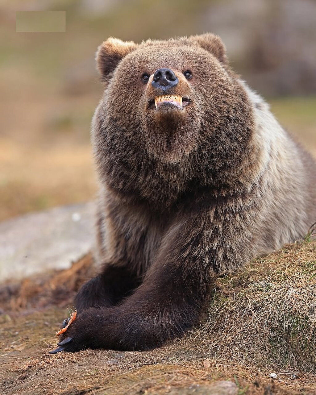 وقتی حیوانات هم شوخی‌شان می‌گیرد