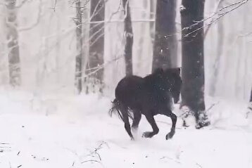 زیباتر از این نمی‌شود؛ دویدن اسب‌ها زیر برف+ ویدئو