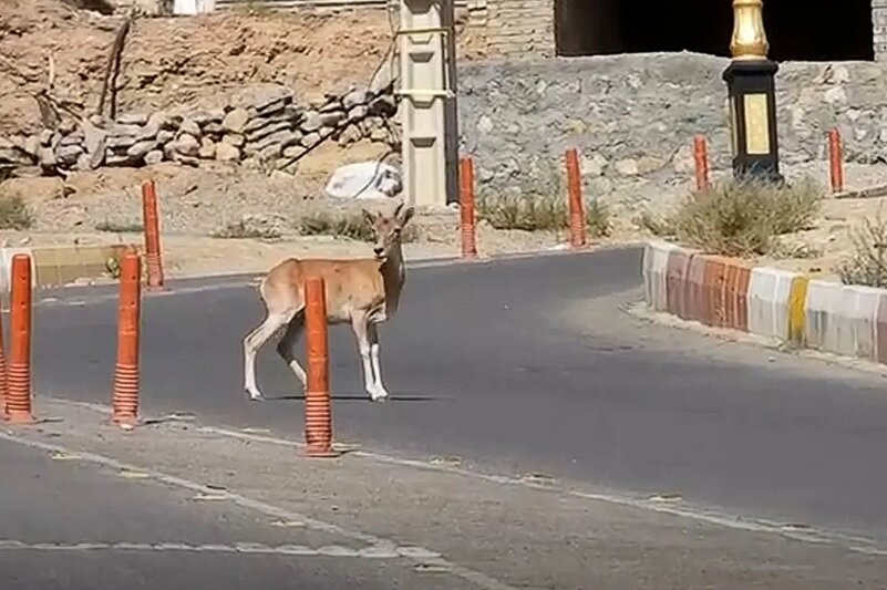 حیات وحش شاهرود