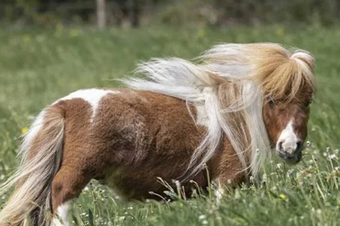 کوچکترین اسب دنیا با ۵۳ سانتیمتر قد را ببینید + عکس