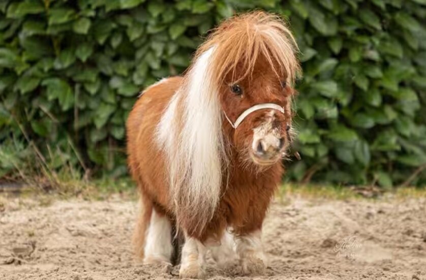 کوچکترین اسب دنیا با ۵۳ سانتیمتر قد را ببینید + عکس