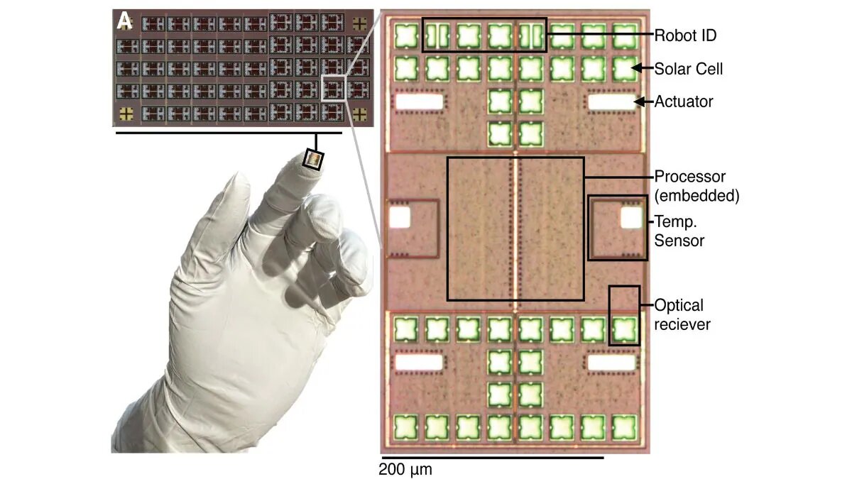 رباتهایی به اندازه دانۀ شن که میتوانند شنا کنند | عکس