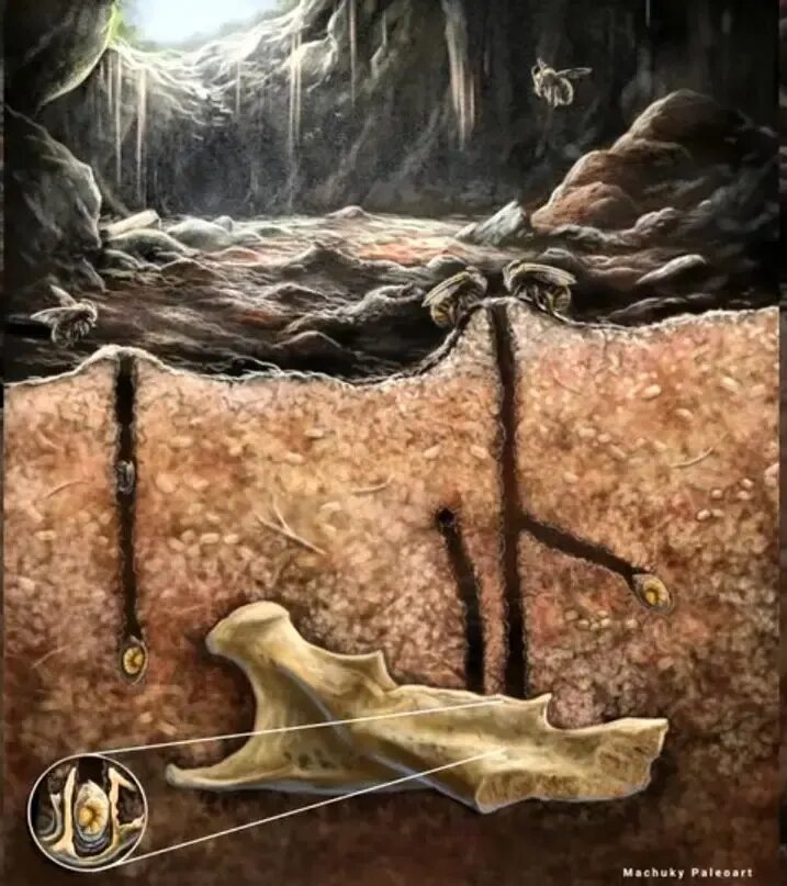 زنبورهایی که در دندان جانوران مرده لانه میساختند | عکس