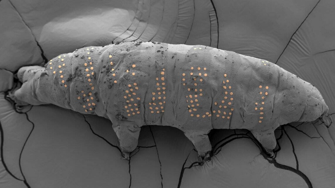 قابهایی شگفتانگیز از دنیای نادیدنیها