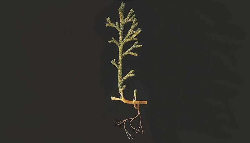 اسرار یکی از بزرگترین رازهای تکامل گیاهان با کشف فسیلی ۴۰۰ میلیونساله