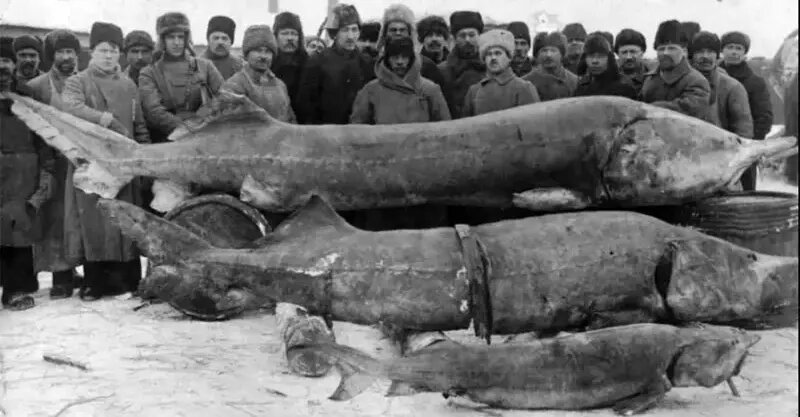 هیولای هفتمتری؛ بزرگترین ماهی رودخانهای صید شده در طول تاریخ | عکس