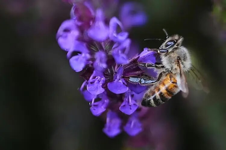 پرواز، سرما و بقا؛ جذابترین عکسهای حیات وحش ۲۰۲۵ | عکس