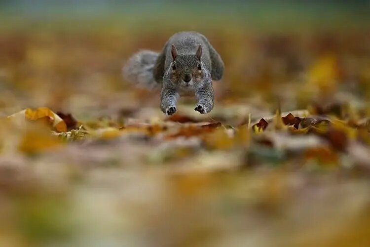 پرواز، سرما و بقا؛ جذاب‌ترین عکس‌های حیات وحش ۲۰۲۵ | عکس