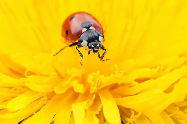 پرواز، سرما و بقا؛ جذاب‌ترین عکس‌های حیات وحش ۲۰۲۵ | عکس