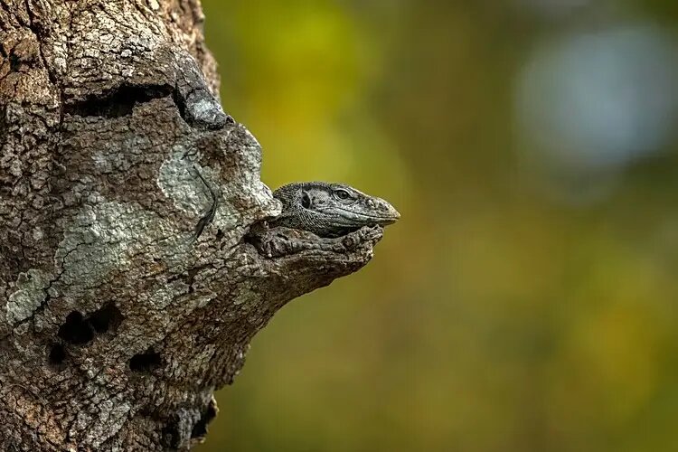 پرواز، سرما و بقا؛ جذاب‌ترین عکس‌های حیات وحش ۲۰۲۵ | عکس