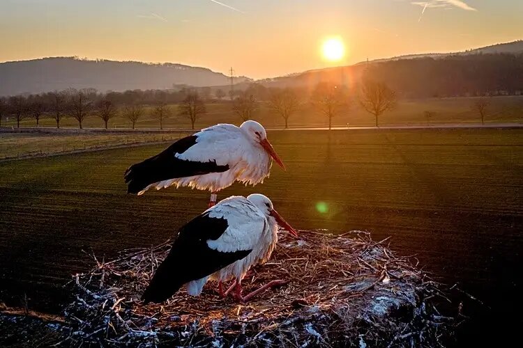 پرواز، سرما و بقا؛ جذابترین عکسهای حیات وحش ۲۰۲۵ | عکس