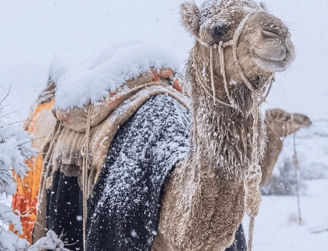 قیافه جالب شترها و برف بازی با دشداشه +فیلم؛ برف نادر در عربستان