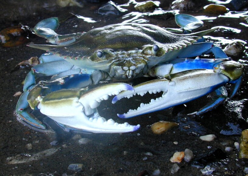 راهکارهای عجیب حیوانات برای زنده ماندن در سرما