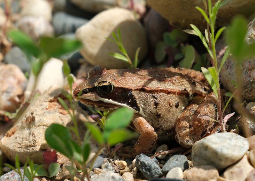 راهکارهای عجیب حیوانات برای زنده ماندن در سرما