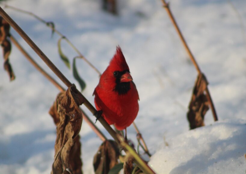راهکارهای عجیب حیوانات برای زنده ماندن در سرما