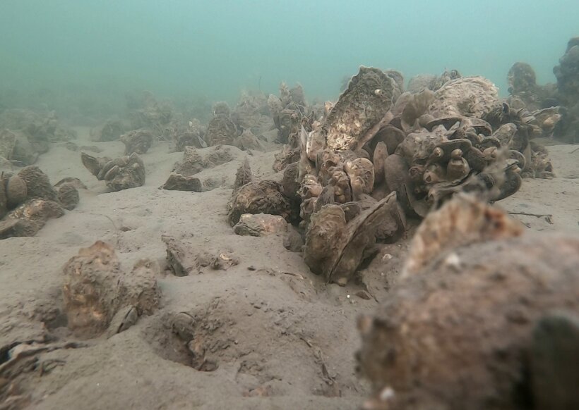 راهکارهای عجیب حیوانات برای زنده ماندن در سرما