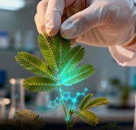 کشف شبکه عصبی پنهان | مغز متفکر گیاهان زیر پوست برگ‌ها