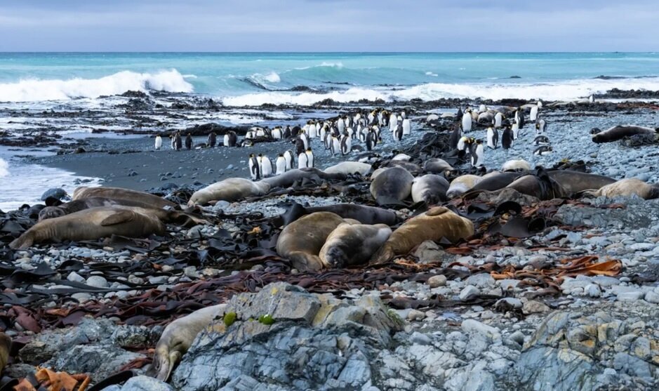 معمای جزیرهای که از اعماق اقیانوس به بیرون پرتاب شد!