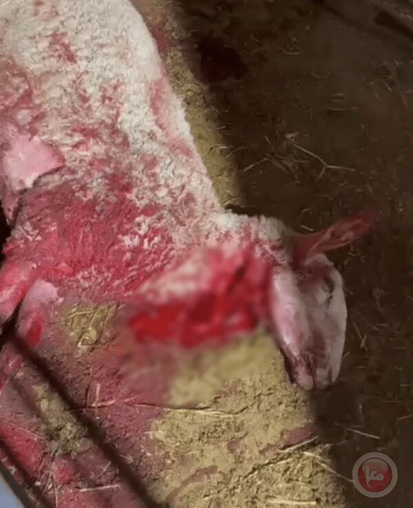 وحشیانهترین رفتار با گوسفندان + ویدئو | تصاویری از گوسفند تلف شده با چاقو