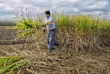 داستان شکر لوله شمالی‌ ها | امروز به جشنواره یک روزه سیاه شکر صومعه سرا دعوتید!