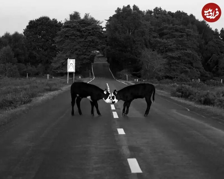 دیدار در وسط جاده، کازرلا تاوز، بریتانیا

