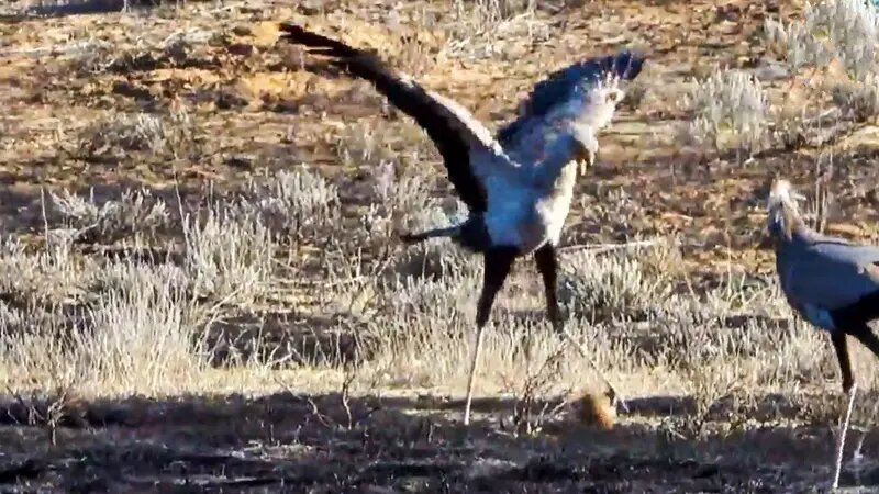 صحنه جالب فوتبال بازی کردن یک پرنده آفریقایی | عکس