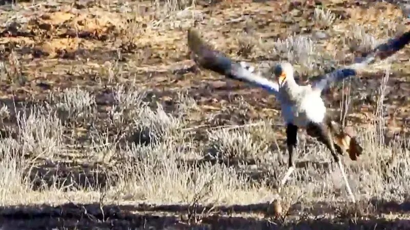 صحنه جالب فوتبال بازی کردن یک پرنده آفریقایی | عکس