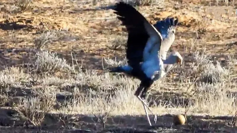 صحنه جالب فوتبال بازی کردن یک پرنده آفریقایی | عکس
