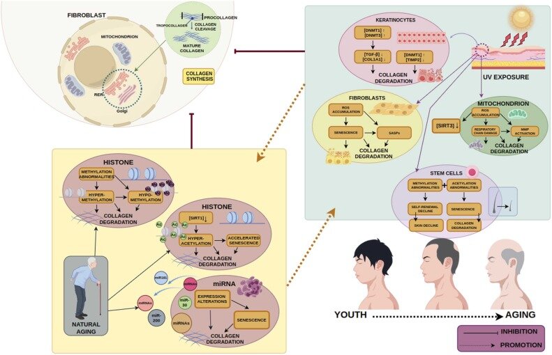 پایان عصر جراحیهای پلاستیک و بوتاکس با تکنولوژی «بازنویسی سلولی»