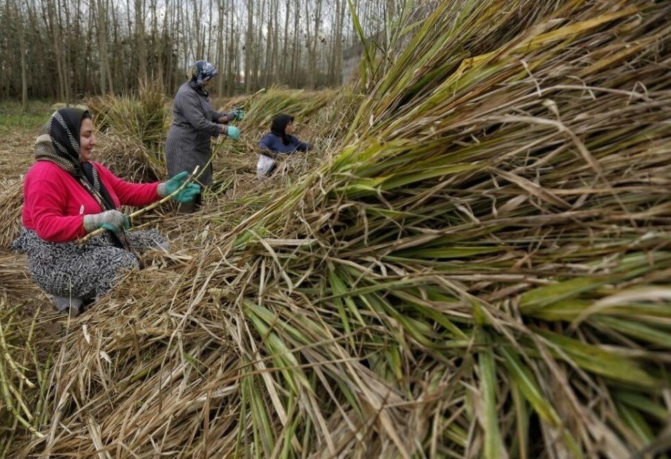 نیشکر گیلان