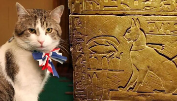 مشهورترین گربه‌های تاریخ؛ از گربه ملوان تا گربه اینترنتی | عکس
