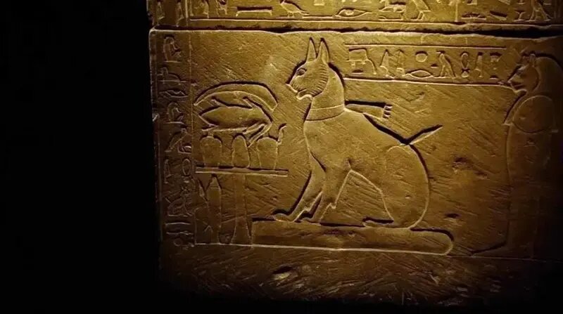 مشهورترین گربههای تاریخ؛ از گربه ملوان تا گربه اینترنتی | عکس