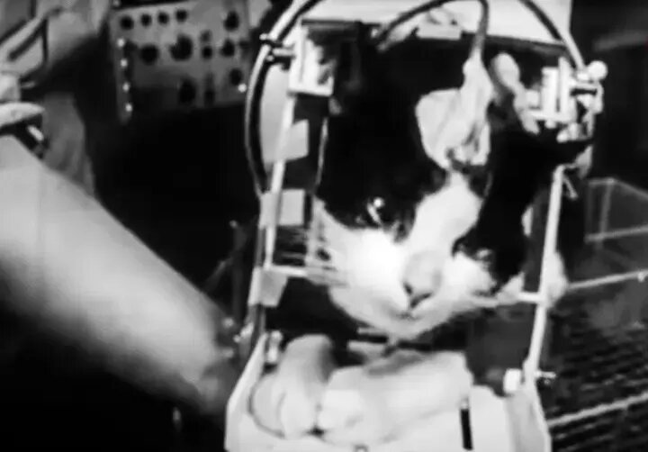 مشهورترین گربههای تاریخ؛ از گربه ملوان تا گربه اینترنتی | عکس