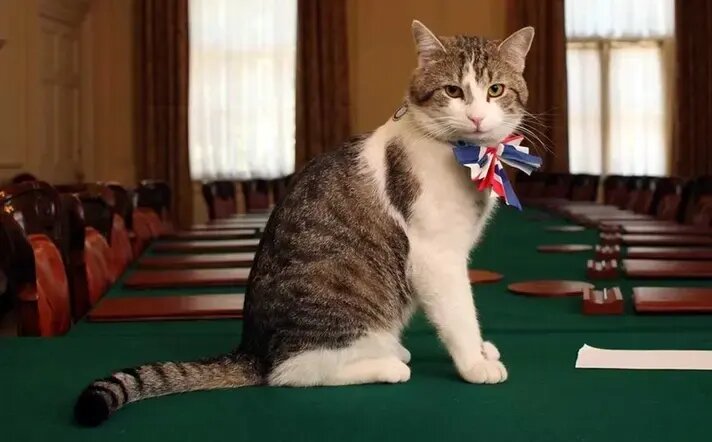 مشهورترین گربه‌های تاریخ؛ از گربه ملوان تا گربه اینترنتی | عکس