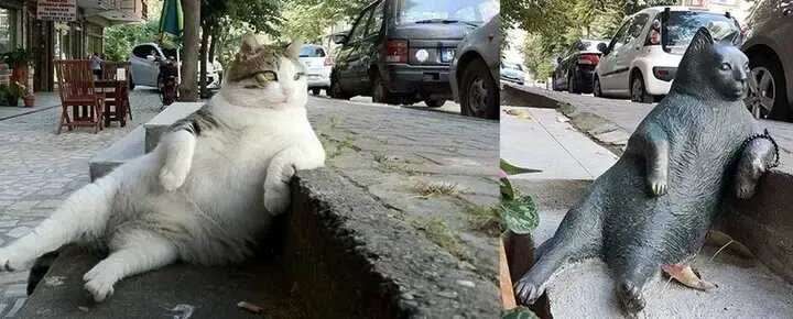 مشهورترین گربههای تاریخ؛ از گربه ملوان تا گربه اینترنتی | عکس