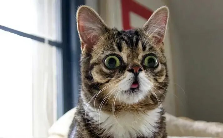 مشهورترین گربه‌های تاریخ؛ از گربه ملوان تا گربه اینترنتی | عکس