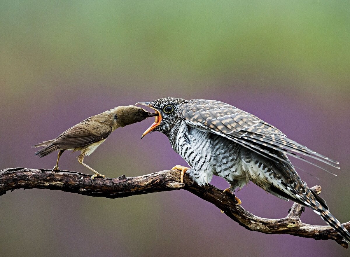 توانایی‌های ماورائی در دنیای واقعی حیوانات | عکس