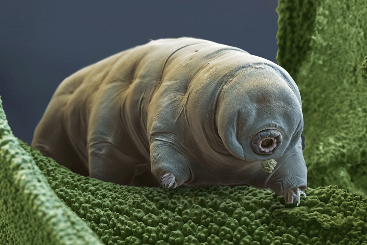 توانایی‌های ماورائی در دنیای واقعی حیوانات | عکس