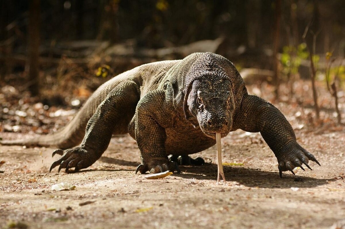 توانایی‌های ماورائی در دنیای واقعی حیوانات | عکس
