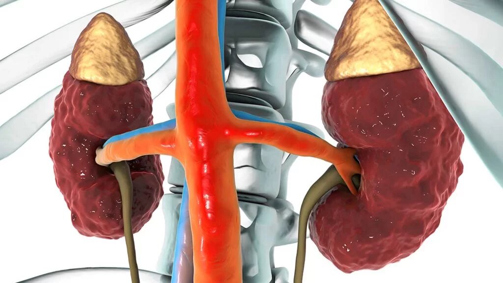 این نشانههای هشداردهنده بیماری کلیوی را نادیده نگیرید