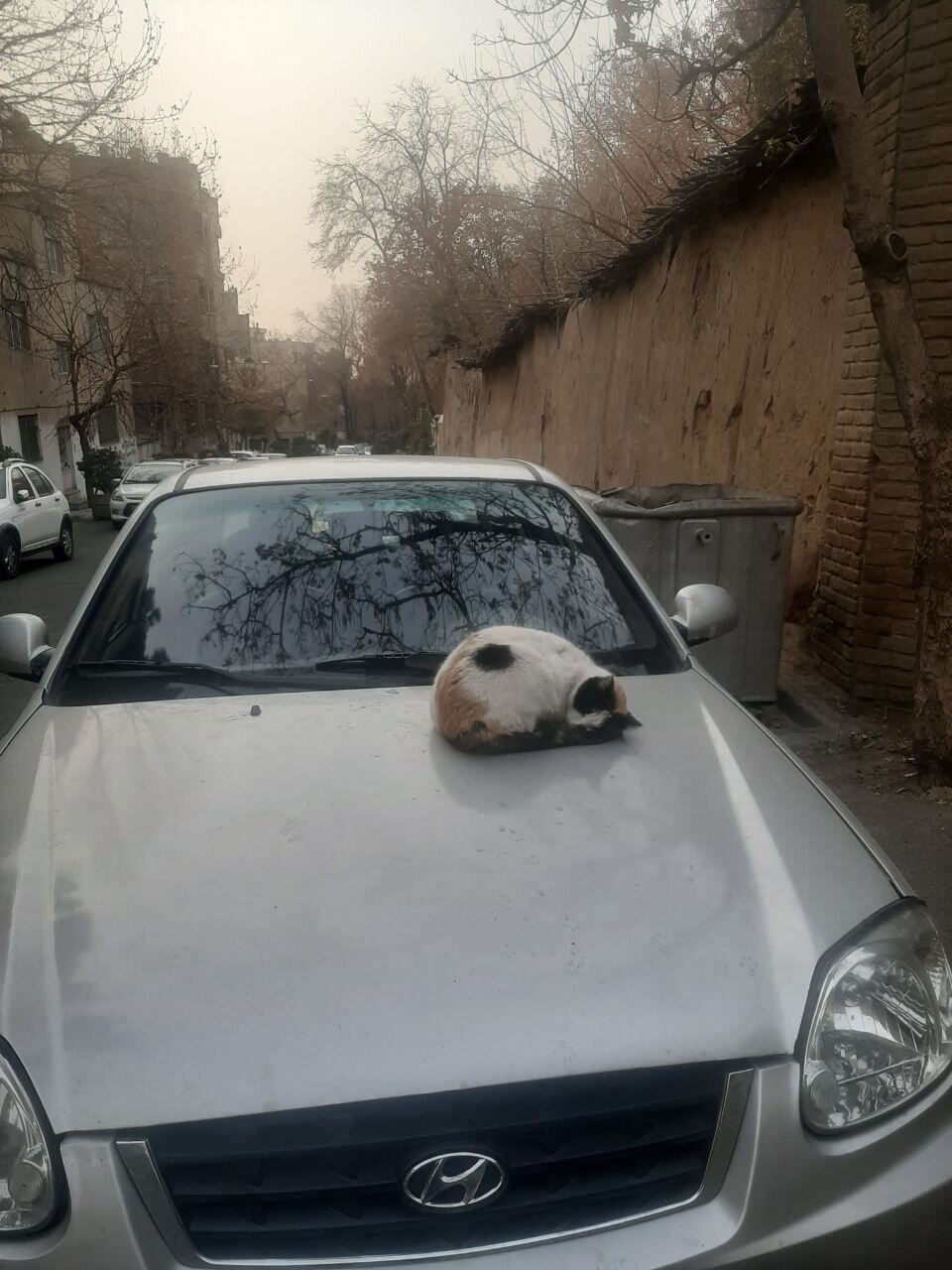 خروپف گربهای