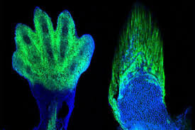اسرار پنجانگشت انسان | چرا دستوپای ما دقیقاً پنجانگشت دارد؟